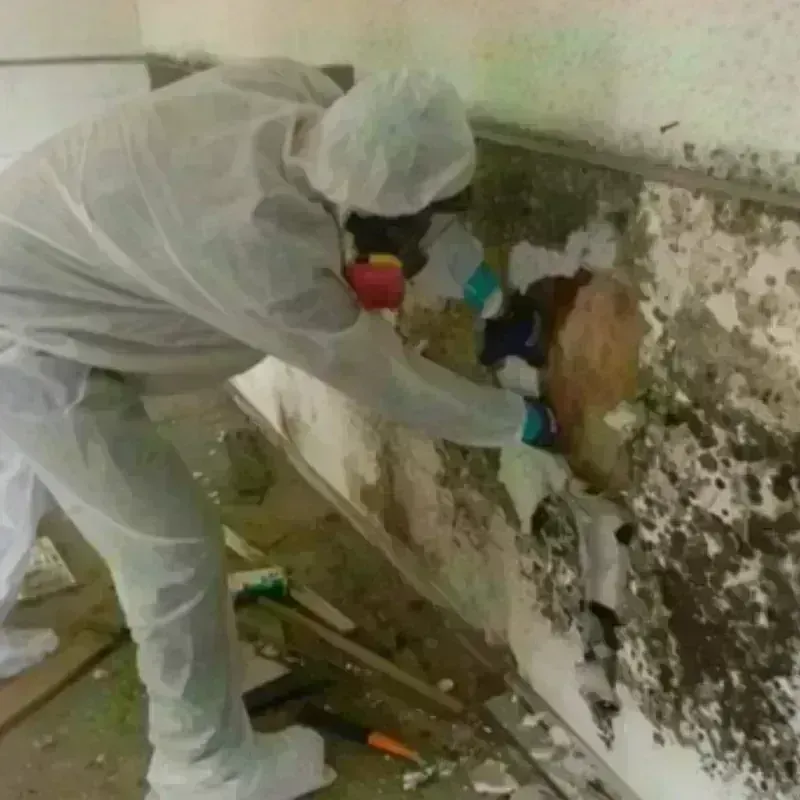 Mold Remediation and Removal in Ossun, LA